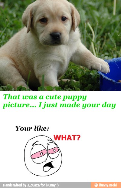 That was a cute puppy
picture... Ijust made your day
Your like: