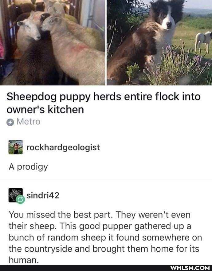Sheepdog puppy herds entire flock into owner's kitchen
@ Metro
rockhardgeolegist
A prodigy
sinaria2
You missed the best part. They weren't even their sheep. This good pupper gathered up a bunch of random sheep it found somewhere on the countryside and brought them home for its