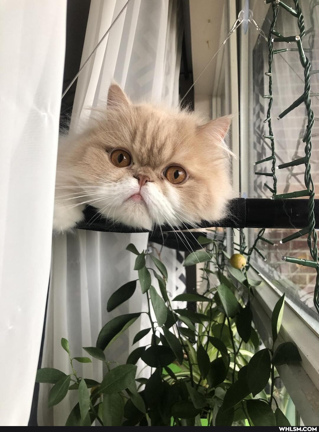 funny, cats, aww, awesome