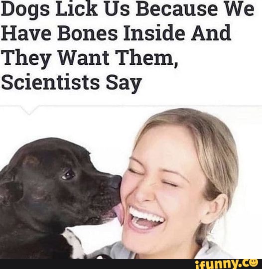 Dogs Lick Us Because We Have Bones Inside And They Want Them