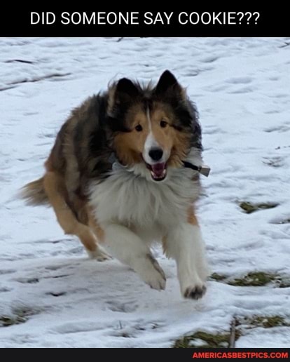 DID SOMEONE SAY COOKIE???