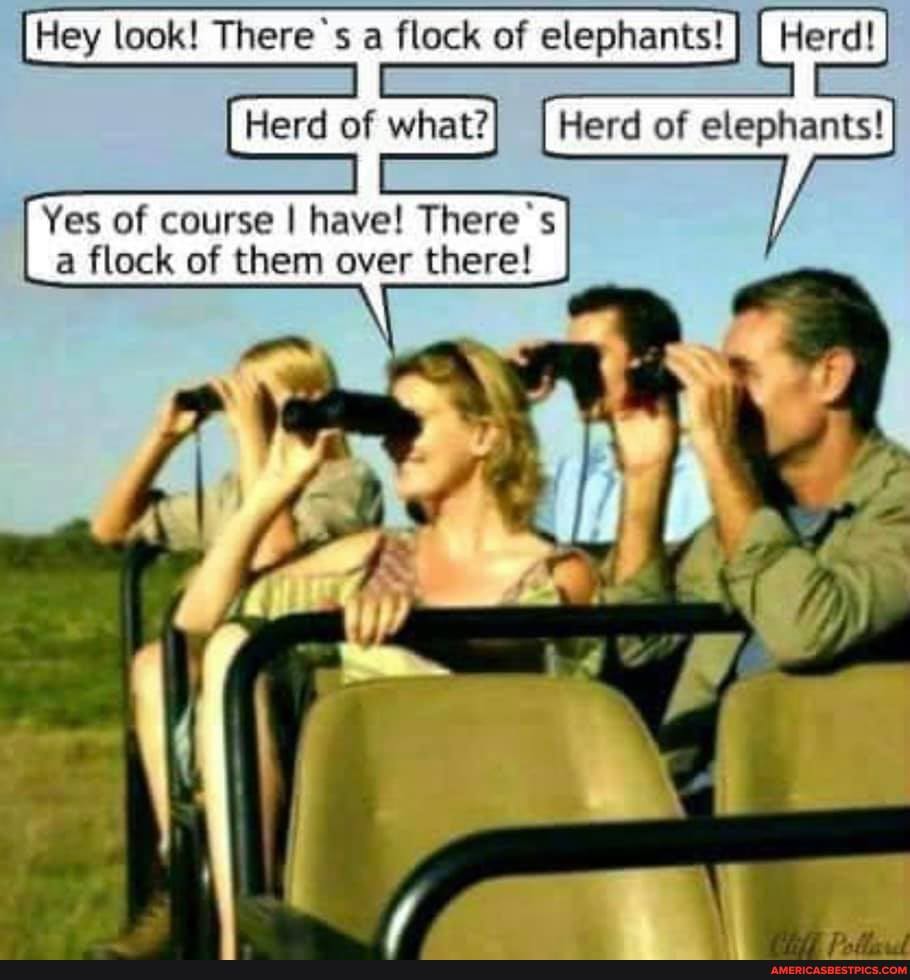 Hey look! There's a flock of elephants!
Herd of what?
Herd of elephants!
Yes of course I have! There a flock of them over there!