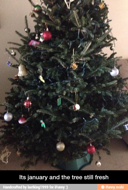 Its january and the tree still fresh - Its january and the tree still fresh