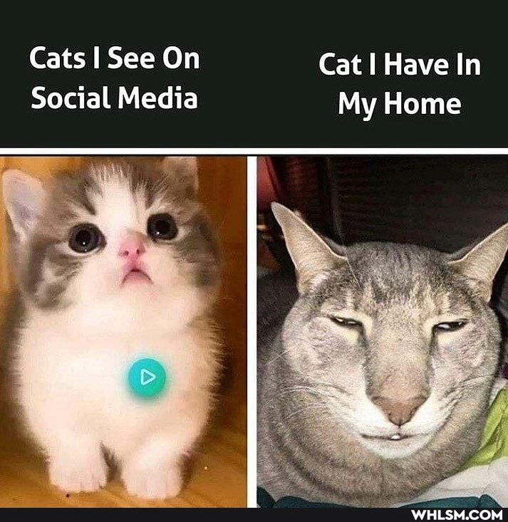 Cats See On Cat Have In
Social Media My Home