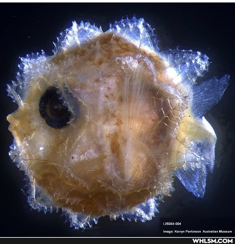 sunfish, adorable, baby_animals, cinnamon_crunch