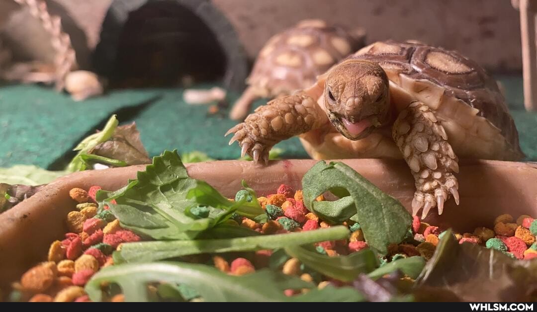tortoise, sulcata, sulcata_tortoise