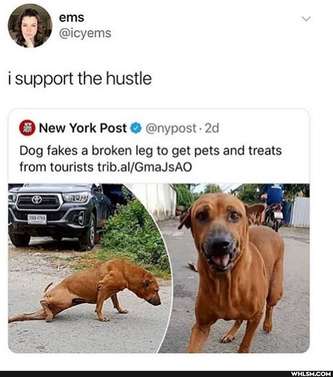 ems
@icyems support the hustle
New York Post @nypost
Dog fakes a broken leg to get pets and treats from tourists