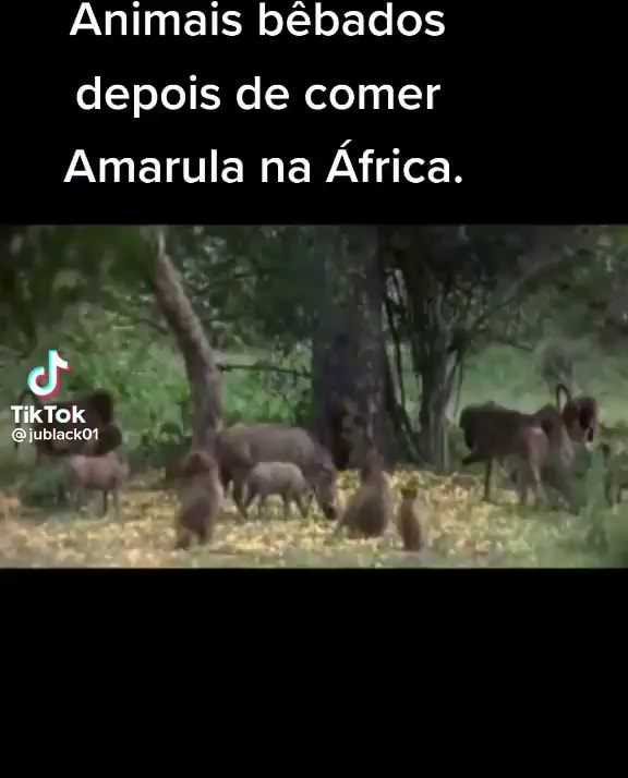 Vídeo de animais bêbados com marula é verdadeiro?