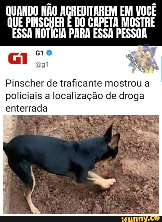 QUANDO QUE NÃO PINSGHER DO CAPETA EM VOCÊ MOSTRE QUE PINSGHER É DO CAPETA MOSTRE ESSA NOTÍCIA PARA ESSA PESSOA
Pinscher de traficante mostrou a
policiais a localização de droga enterrada