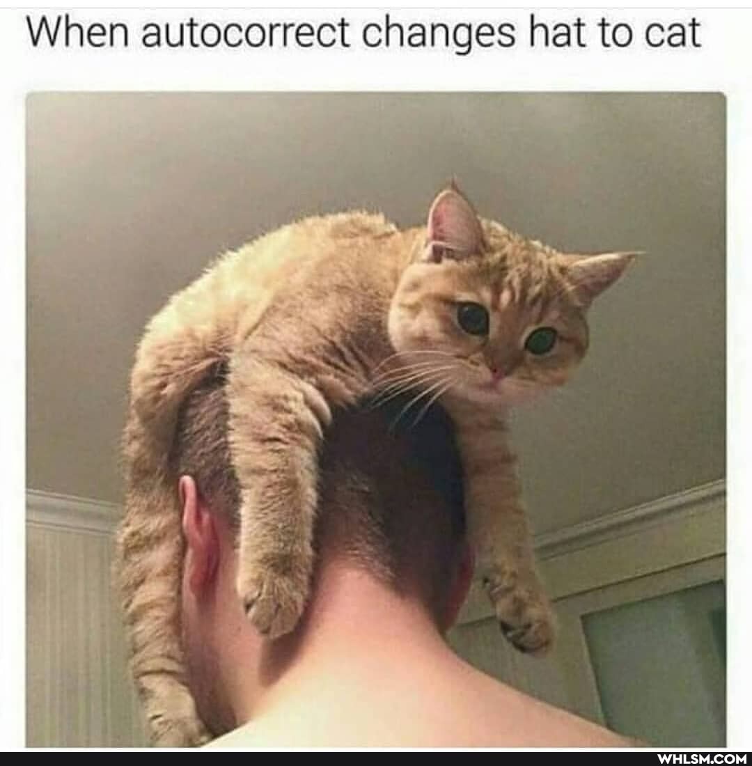 When autocorrect changes hat to cat
if
