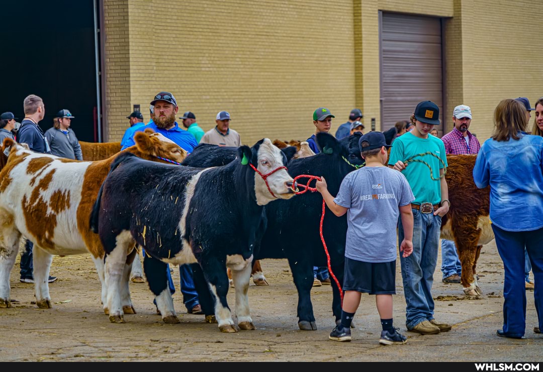 street_photography, cow, texas, photography