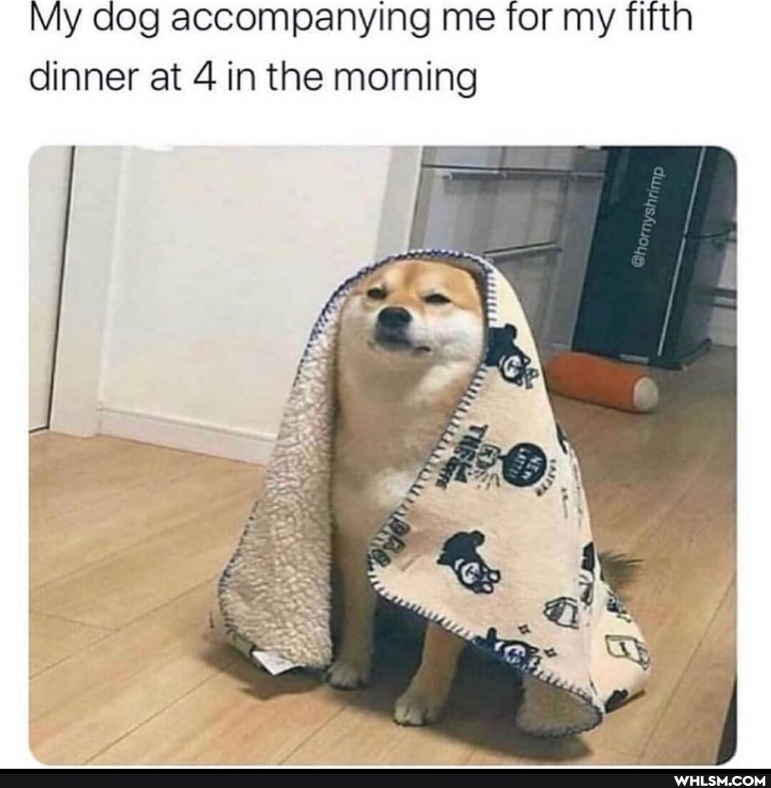 My dog accompanying me for my fifth dinner at 4 in the morning