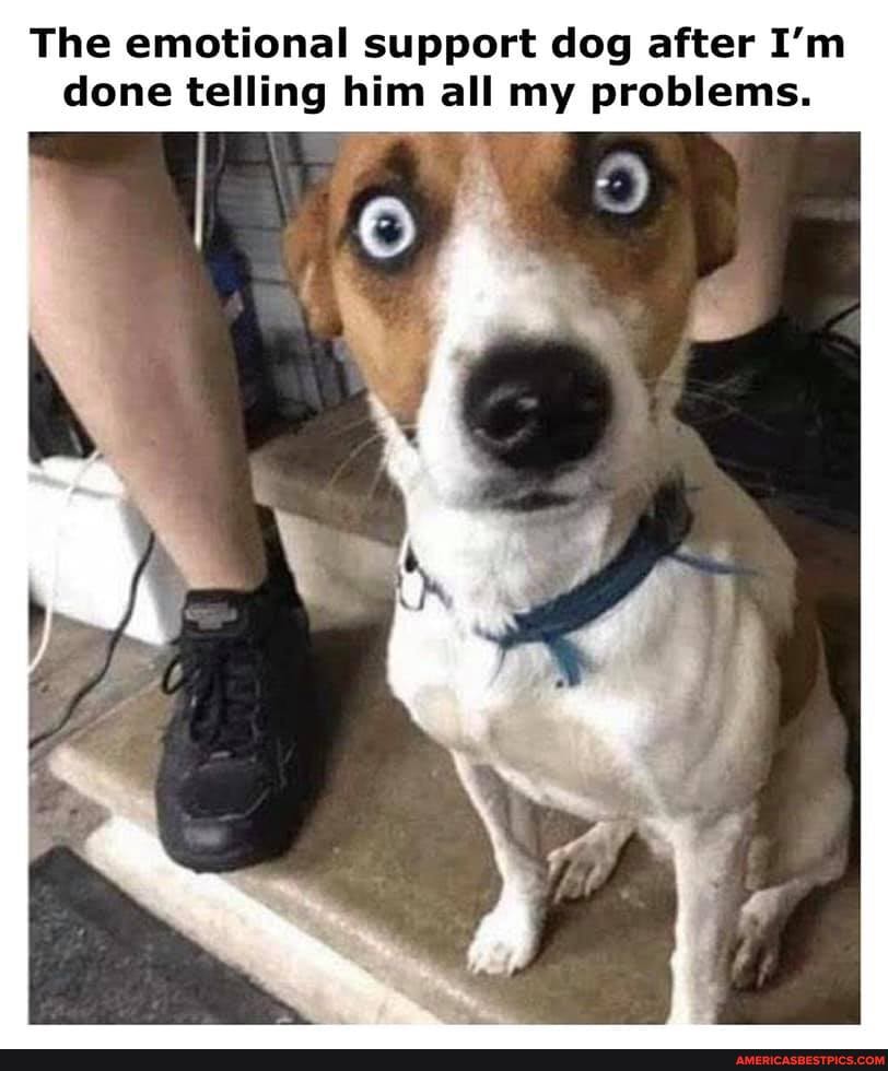The emotional support dog after I'm done telling him all my problems.