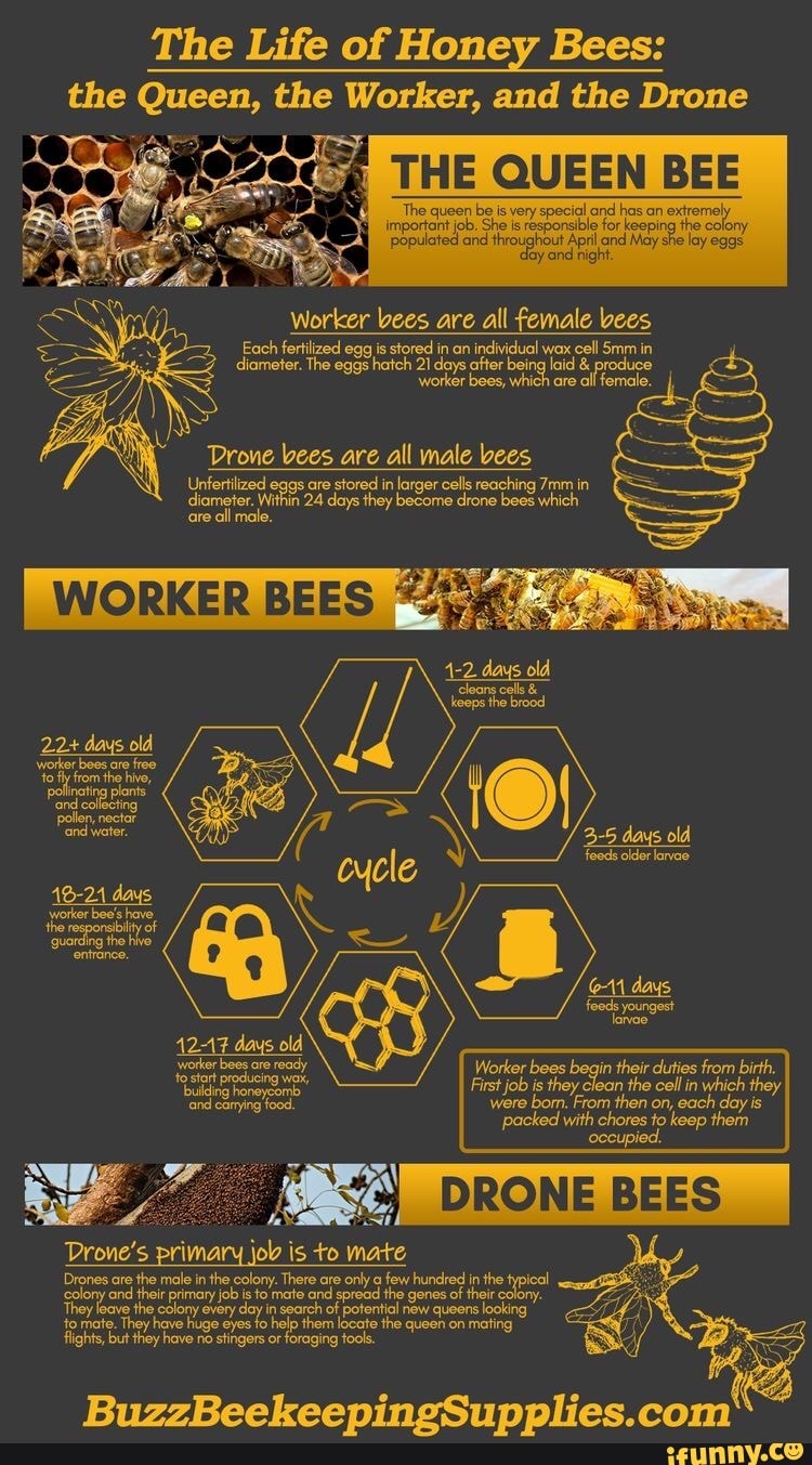 The Life of Honey Bees the Queen, the Worker, and the Drone THE QUEEN
