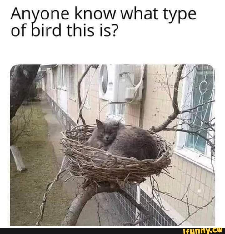 air know what type
of ird this is?
