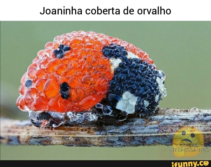 Joaninha coberta de orvalho