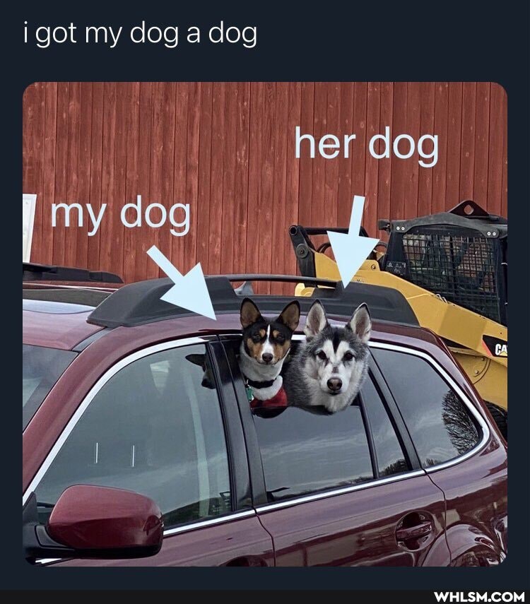 i got my dog a dog