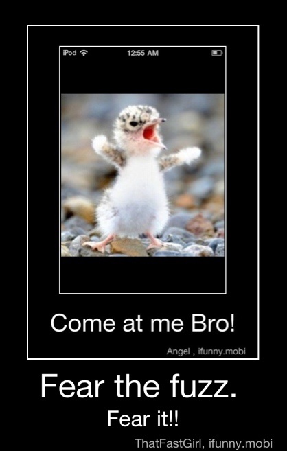 Come at me Bro!
Angel, ifunny.mobi
Fear the fuzz. - Fear the fuzz.
Fear it!!