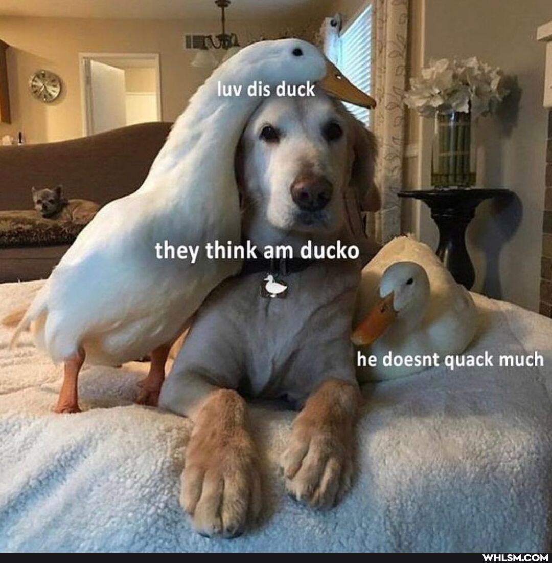 luv dis duck
they think am ducko
ne doesnt quack much