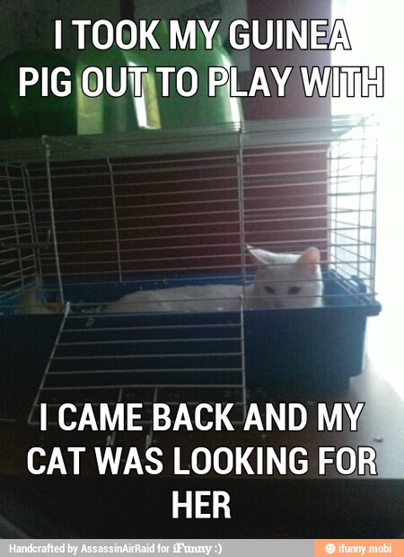I TOOK MY, GUINEA
PIG QUITO PLAY Wilh
I CAME BACK AND MY,
CAT WAS LOOKING FOR
HER