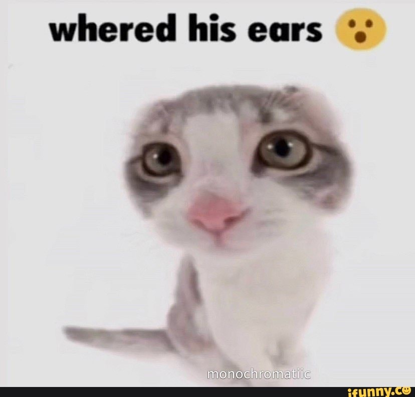 Whered his ears monochrometie iFunny