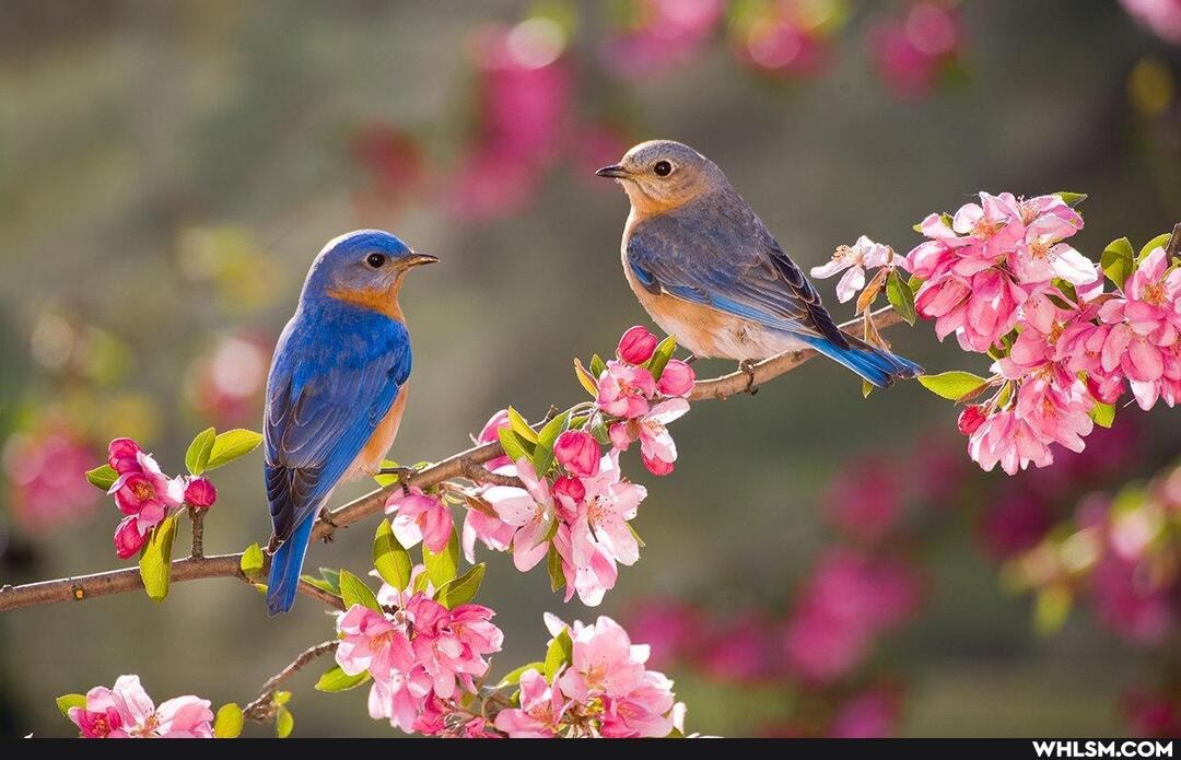 birds, beautiful