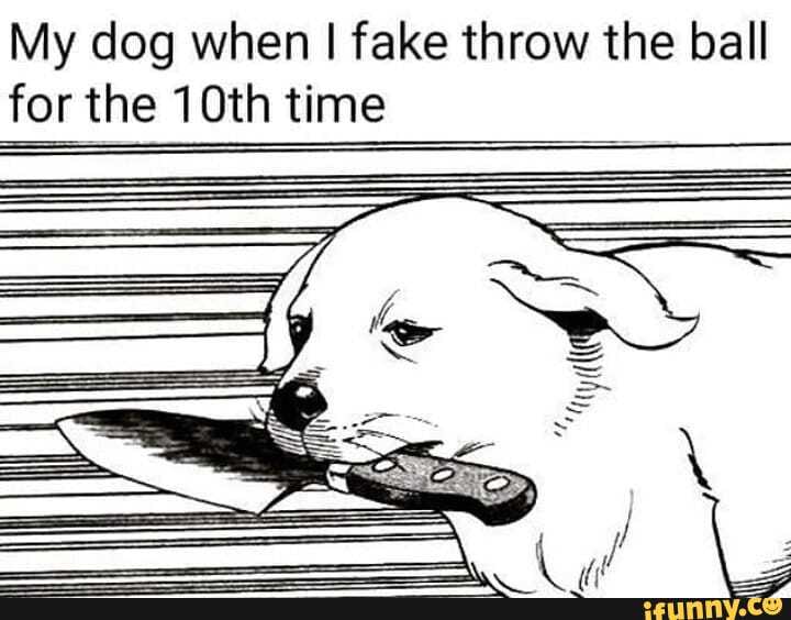 My dog when I fake throw the ball for the 10th time SSE = iFunny