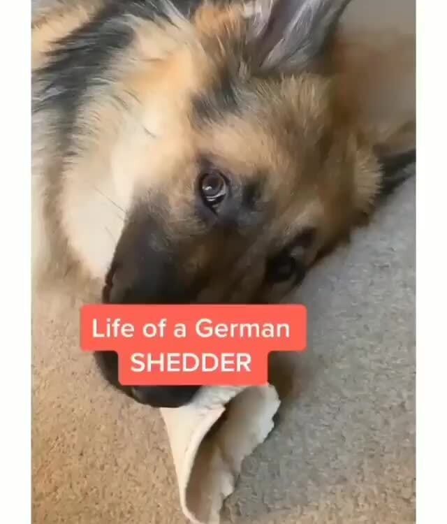 german shedder