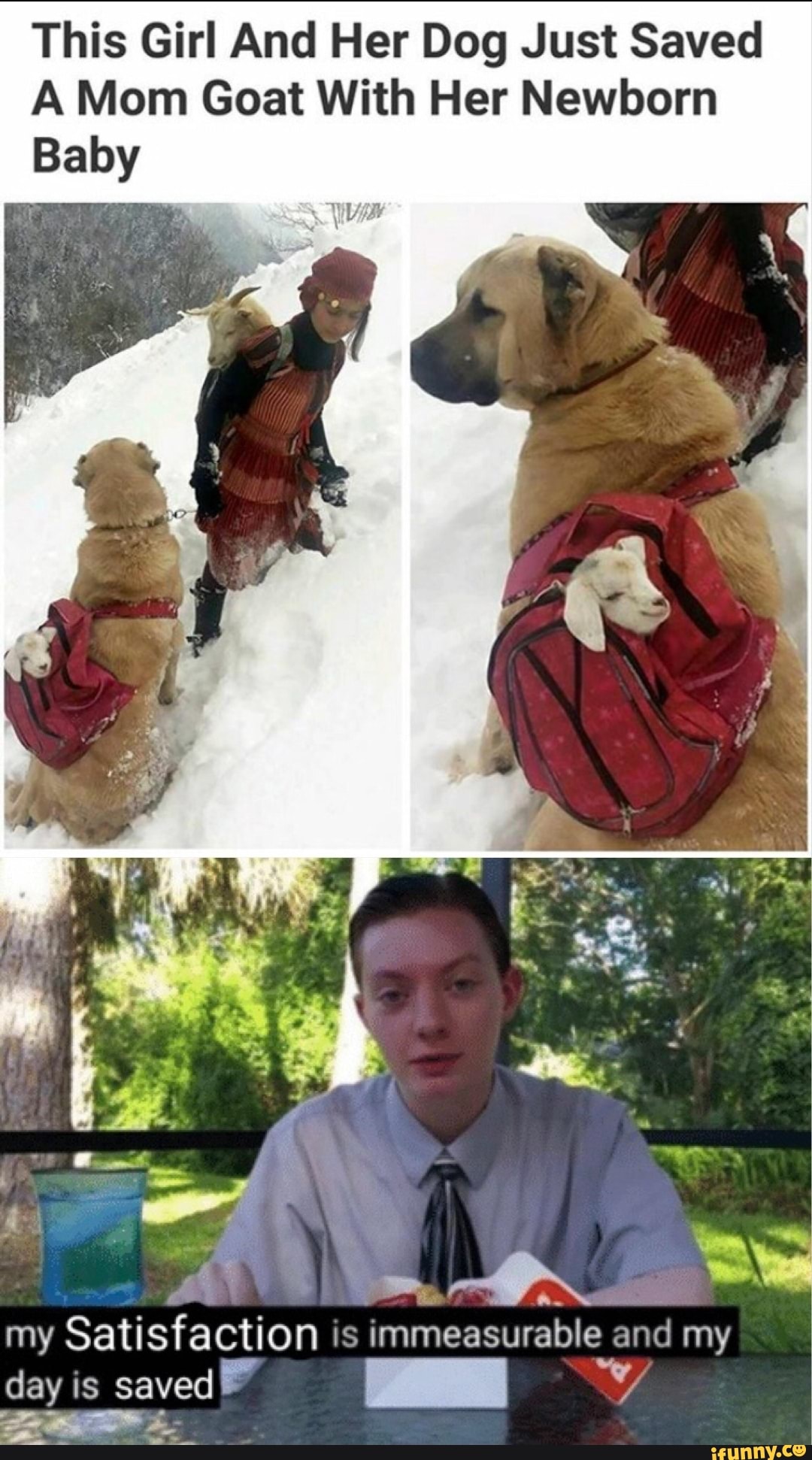 This Girl And Her Dog Just Saved
A Mom Goat With Her Newborn
Baby