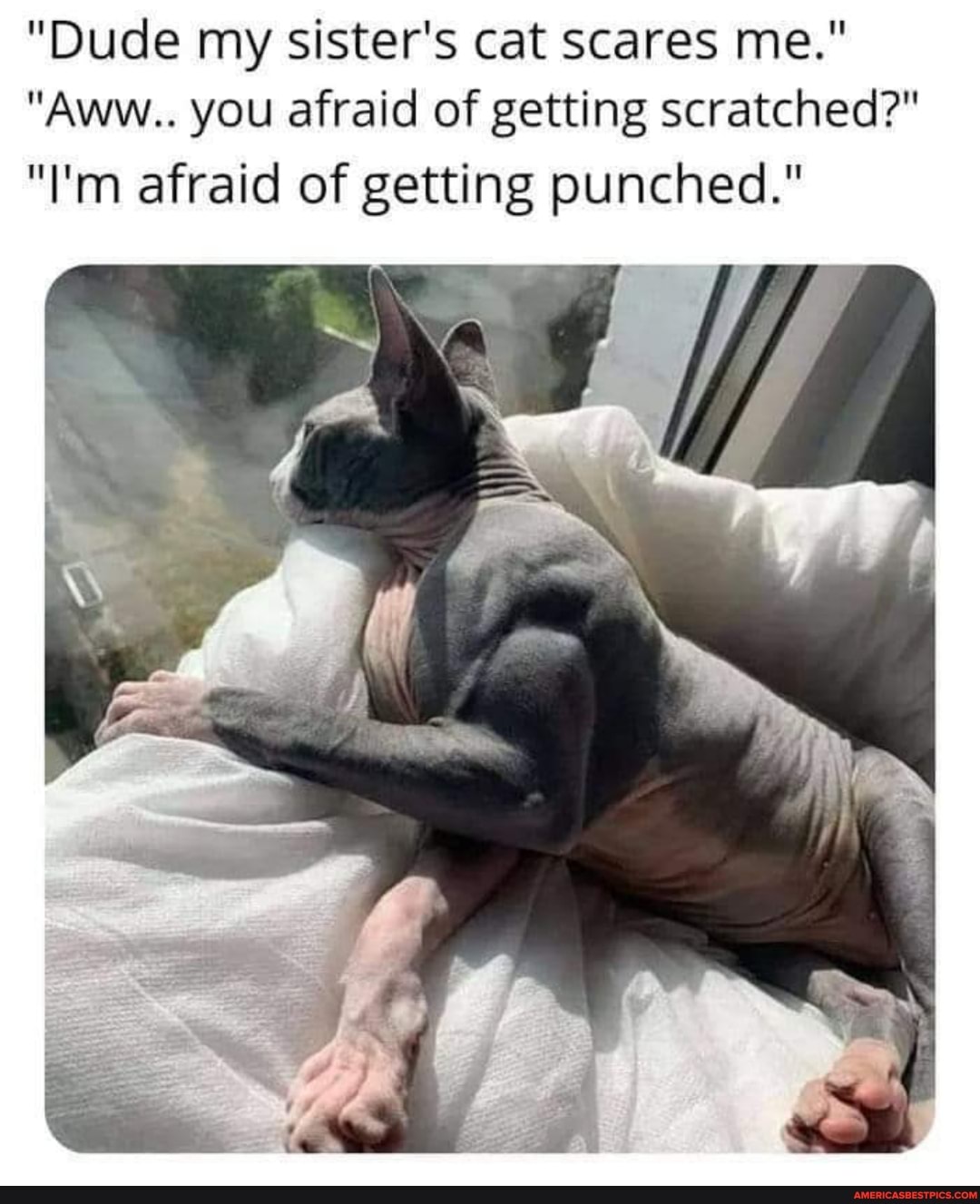 "Dude my sister's cat scares me."
"Aww.. you afraid of getting scratched?"
"I'm afraid of getting punched."