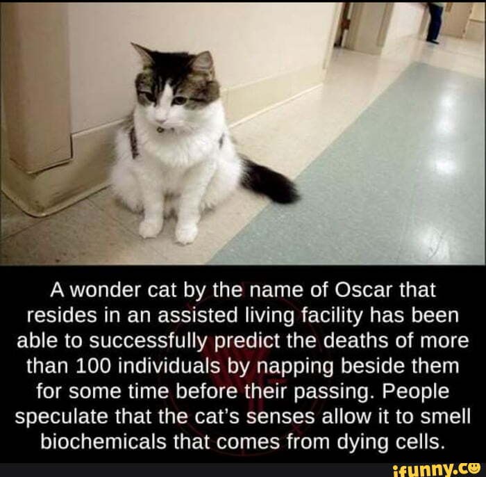A wonder cat by the name of Oscar that resides in an assisted living facility has been able to