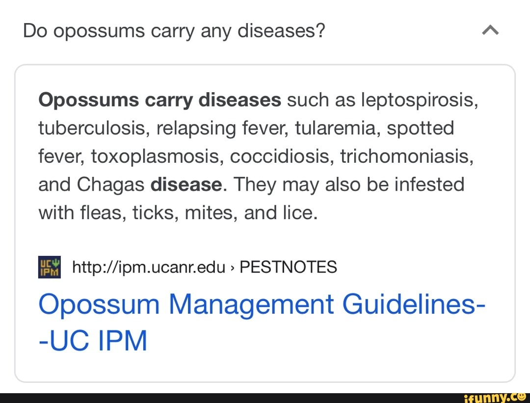 Do opossums carry any diseases? Opossums carry diseases such as