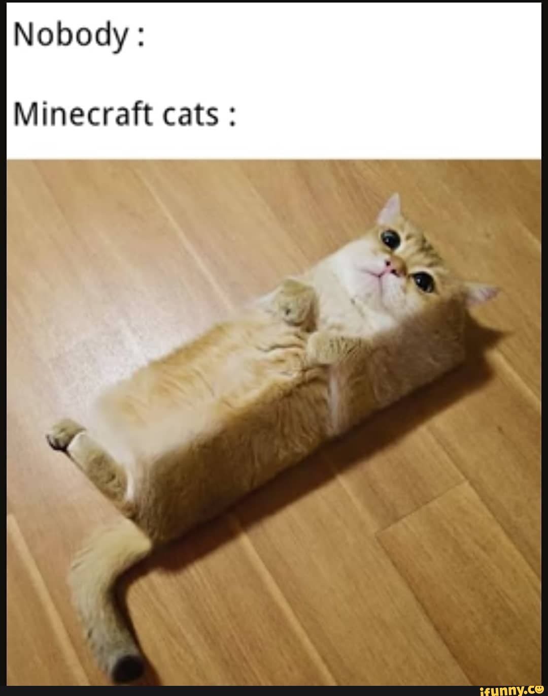 Nobody: Minecraft cats : - iFunny