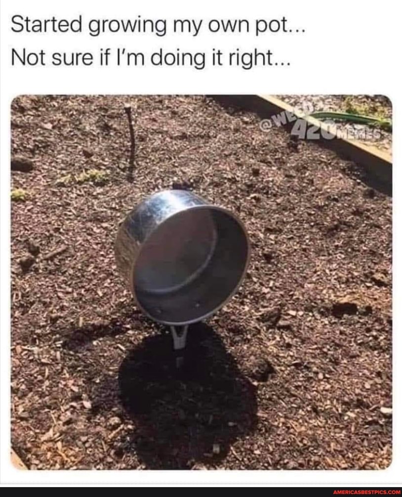 Started growing my own pot...
Not sure if I'm doing it right...