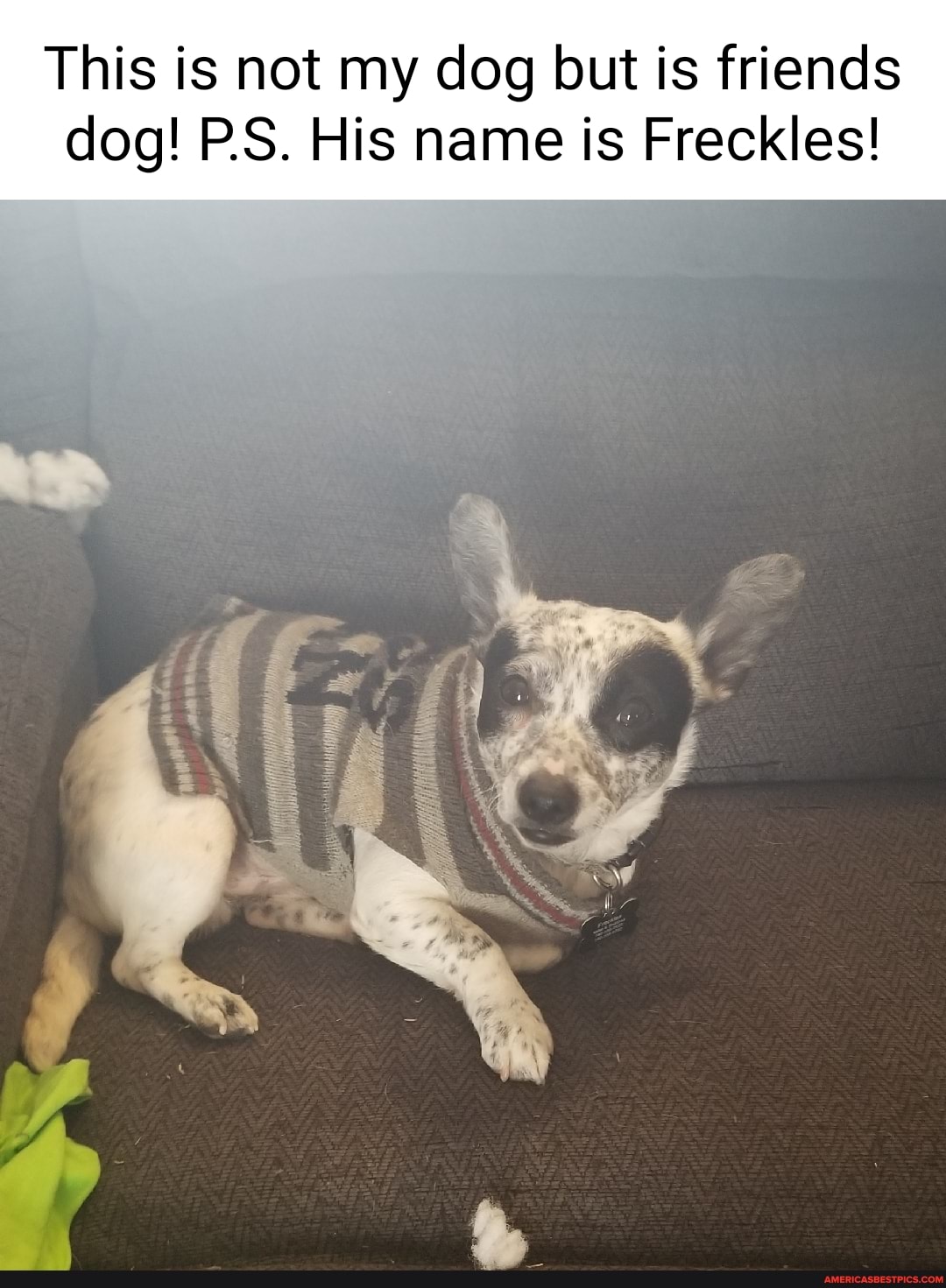 This is not my dog but is friends
dog! RS. His name is Freckles!