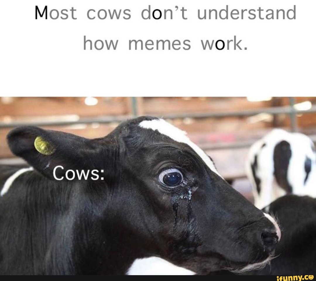 Cow meme