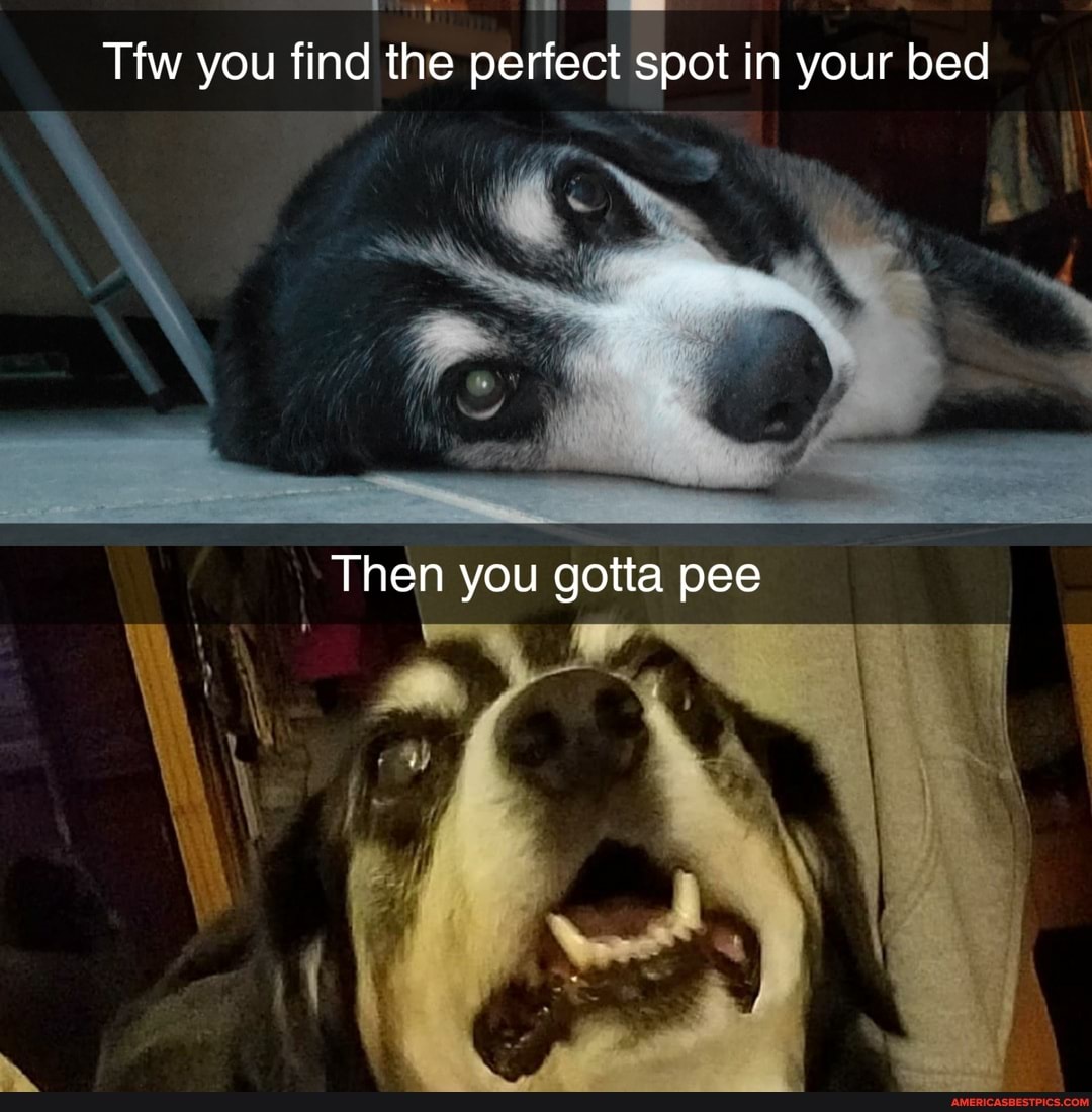 Tfw you find the perfect spot in your bed
Then you gotta pee