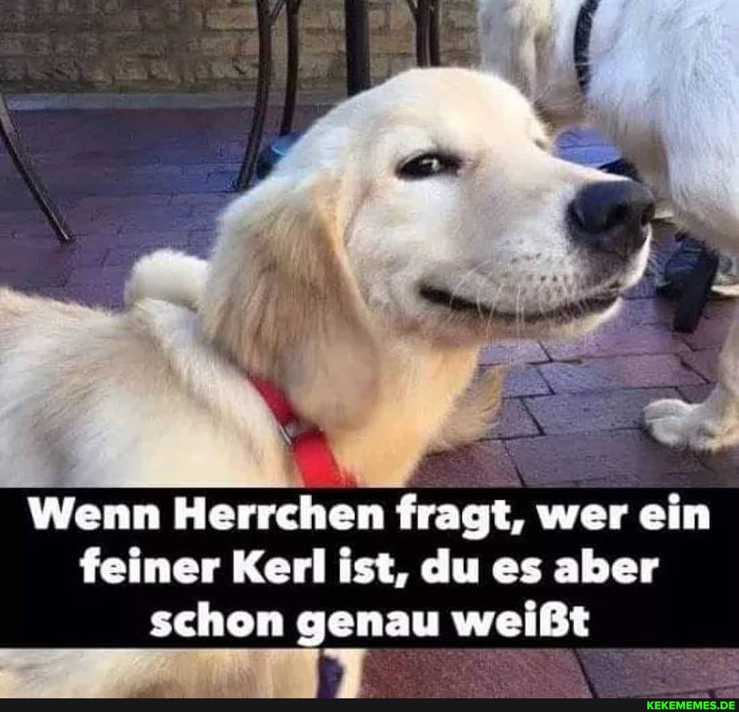 Wenn Herrchen fragt, wer ein feiner Kerl ist, du es aber
schon genau weißt