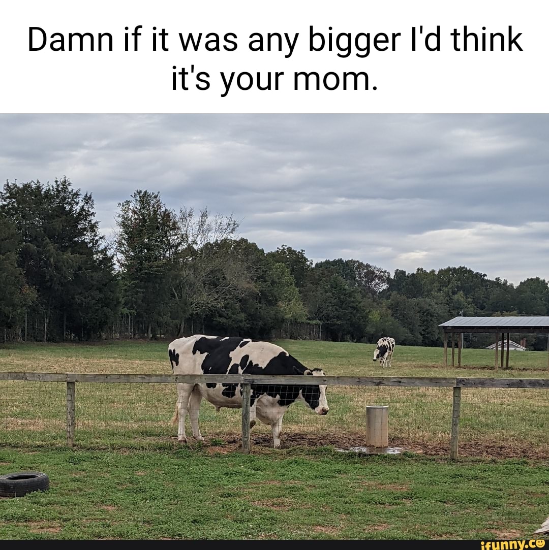 Damn if it was any bigger I'd think it's your mom. - iFunny