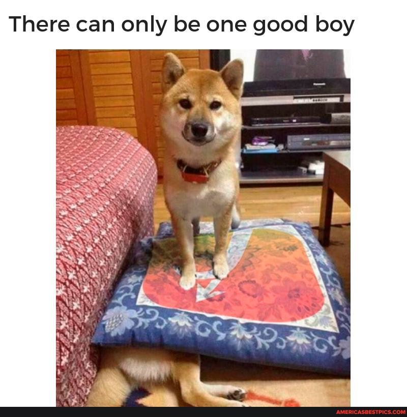 There can only be one good boy