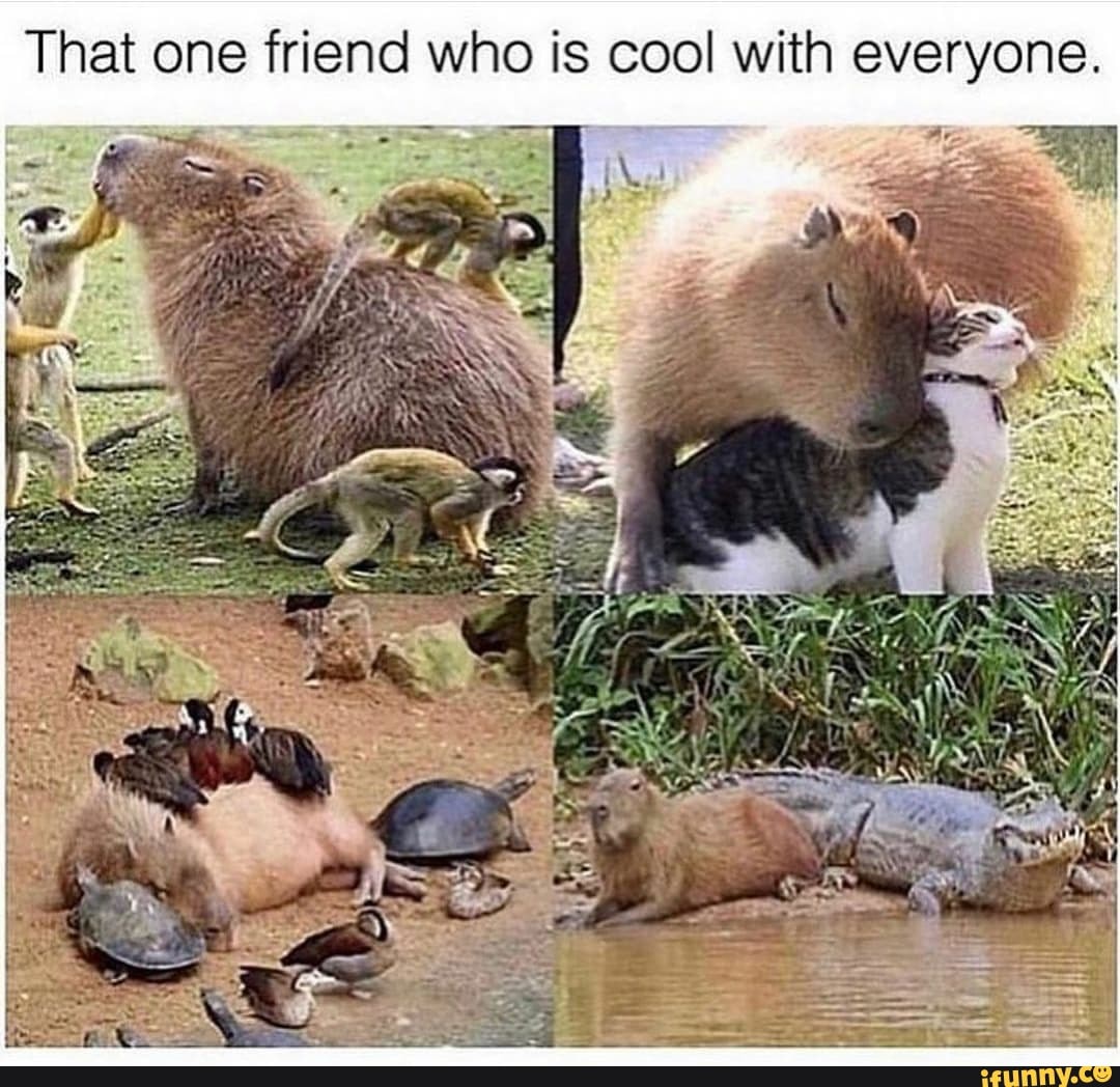 That one friend who is cool with everyone. - iFunny