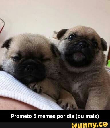 Prometo 5 memes por dia (ou mais) - Prometo 5 memes por dia (ou mais)