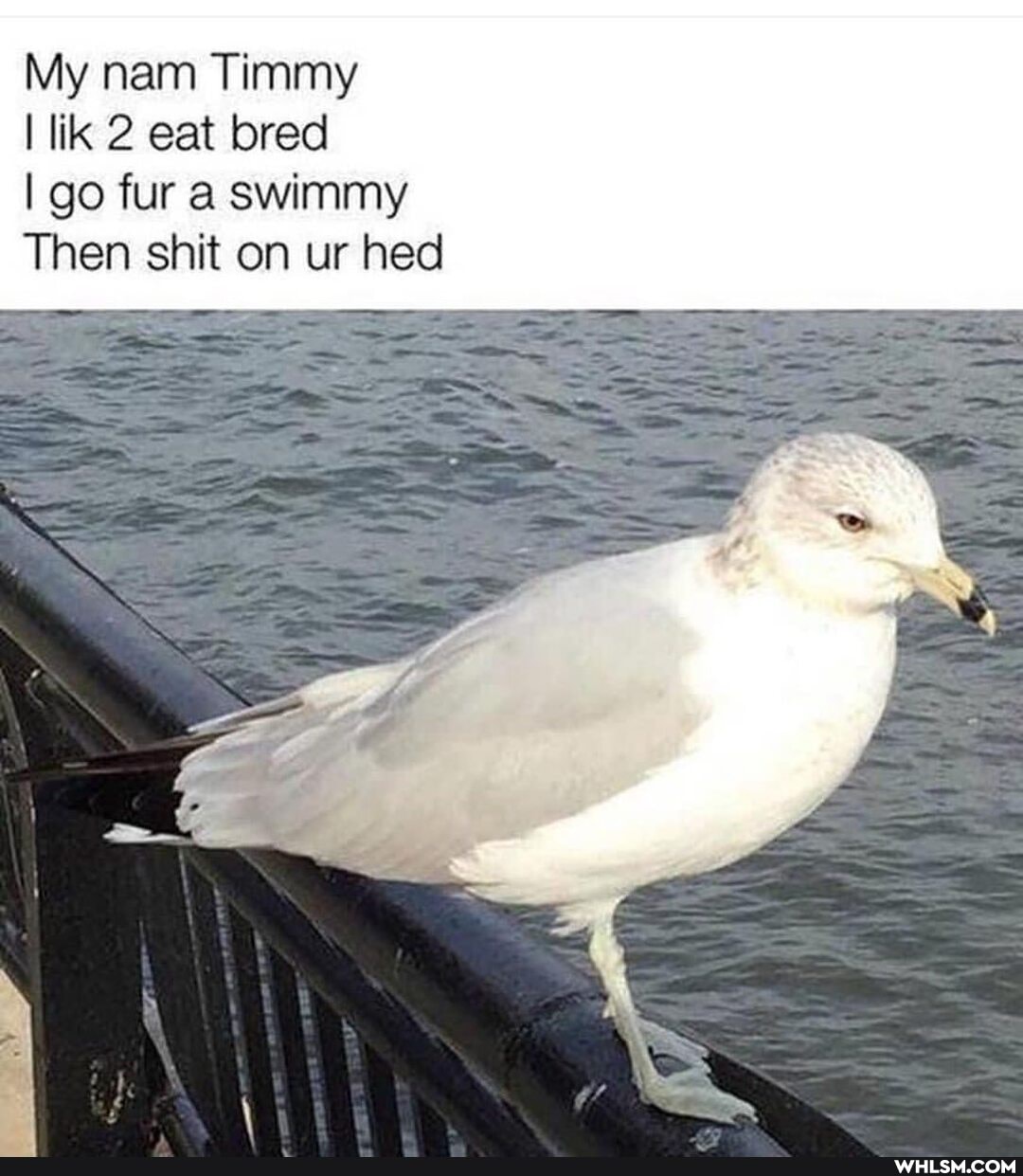 My nam Timmy
lik 2 eat bred go fur a swimmy
Then shit on ur hed