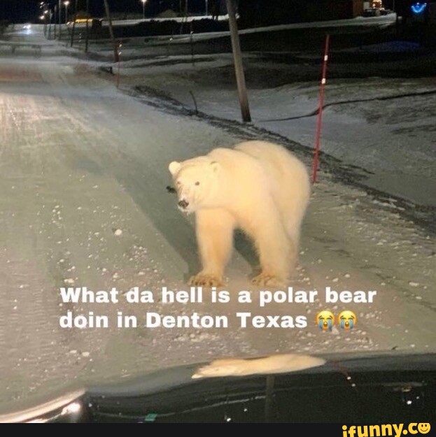 What Da Hell Is A Polar Bear Doin In Denton Texas Ifunny 4335