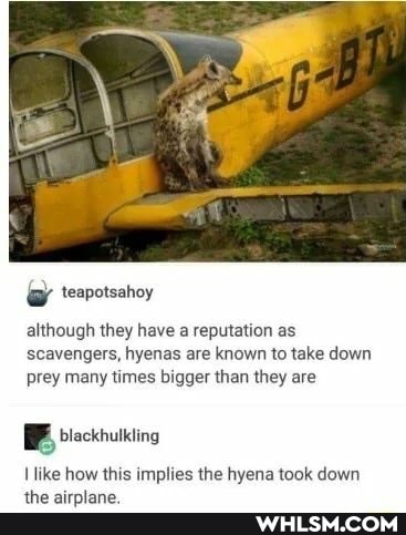 teapotsahoy
although they have a reputation as scavengers, hyenas are known to take down prey many times bigger than they are
blackhulkling
I like how this implies the hyena took down the airplane.