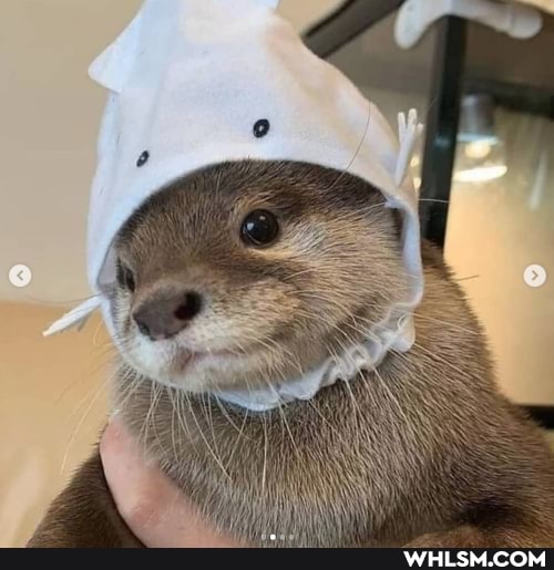 aww, baby_animals, otter, til_otters_are_hella_loud