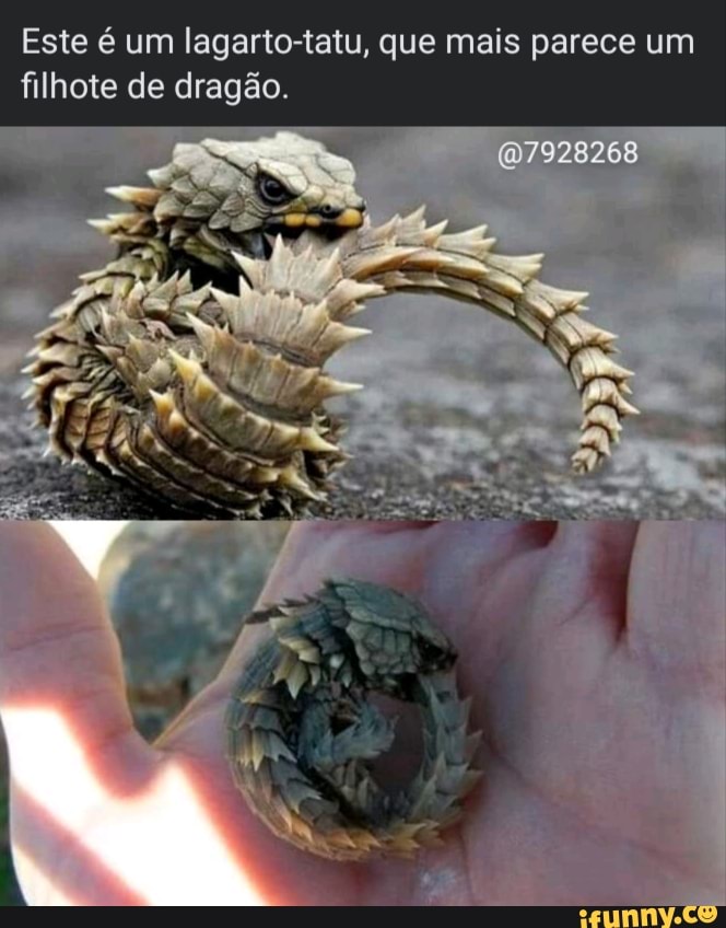 Este é um lagarto-tatu, que mais parece um filhote de dragão.