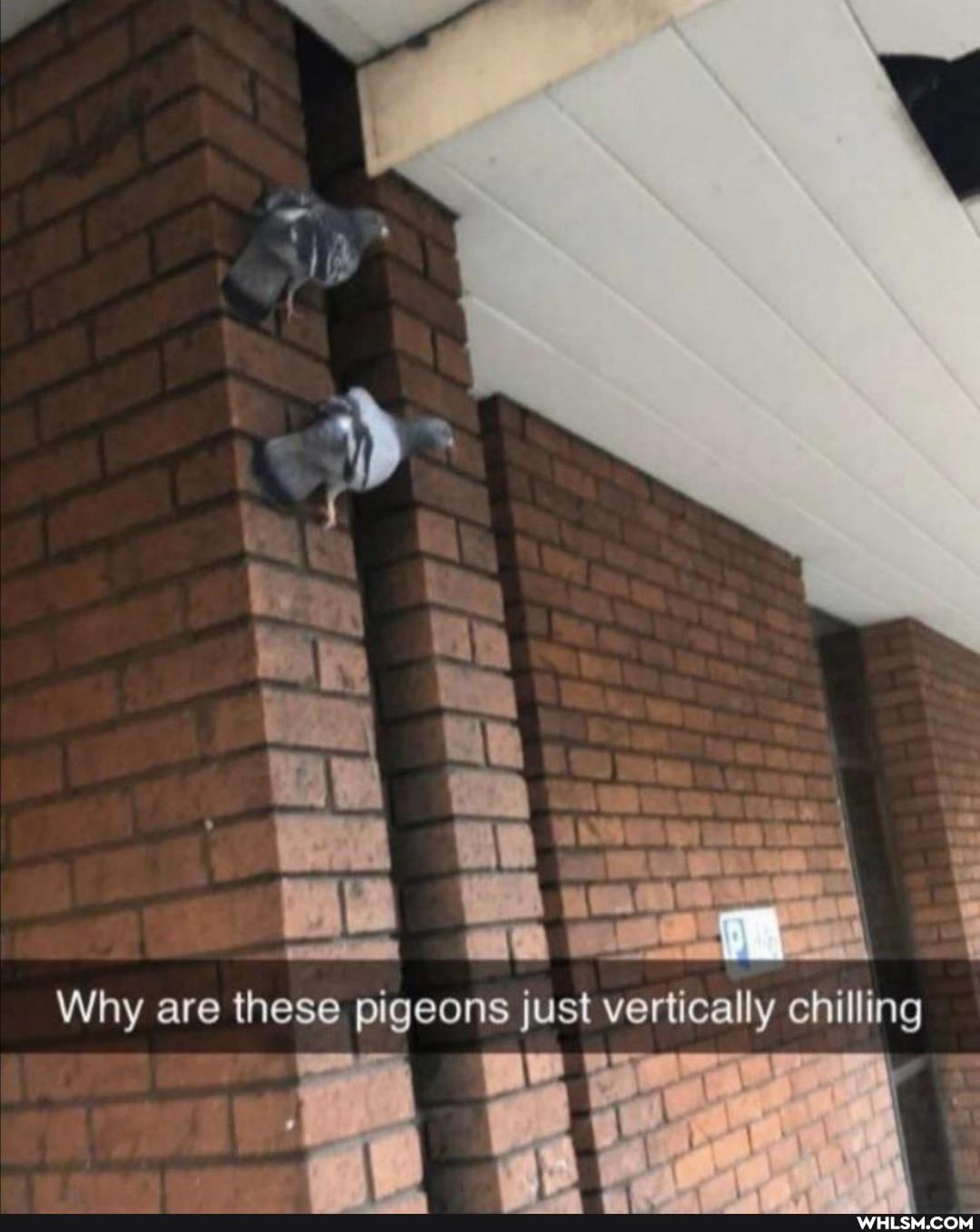if
! \
Why are these pigeons just vertically chilling