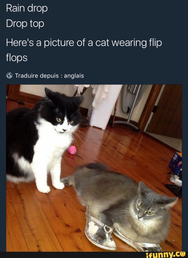 cat wearing flip flops