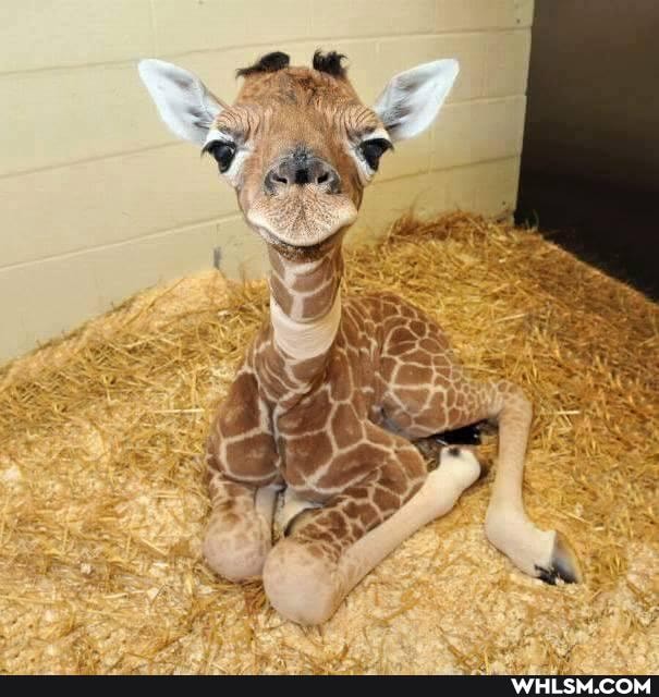 aww, adorable, baby_animals